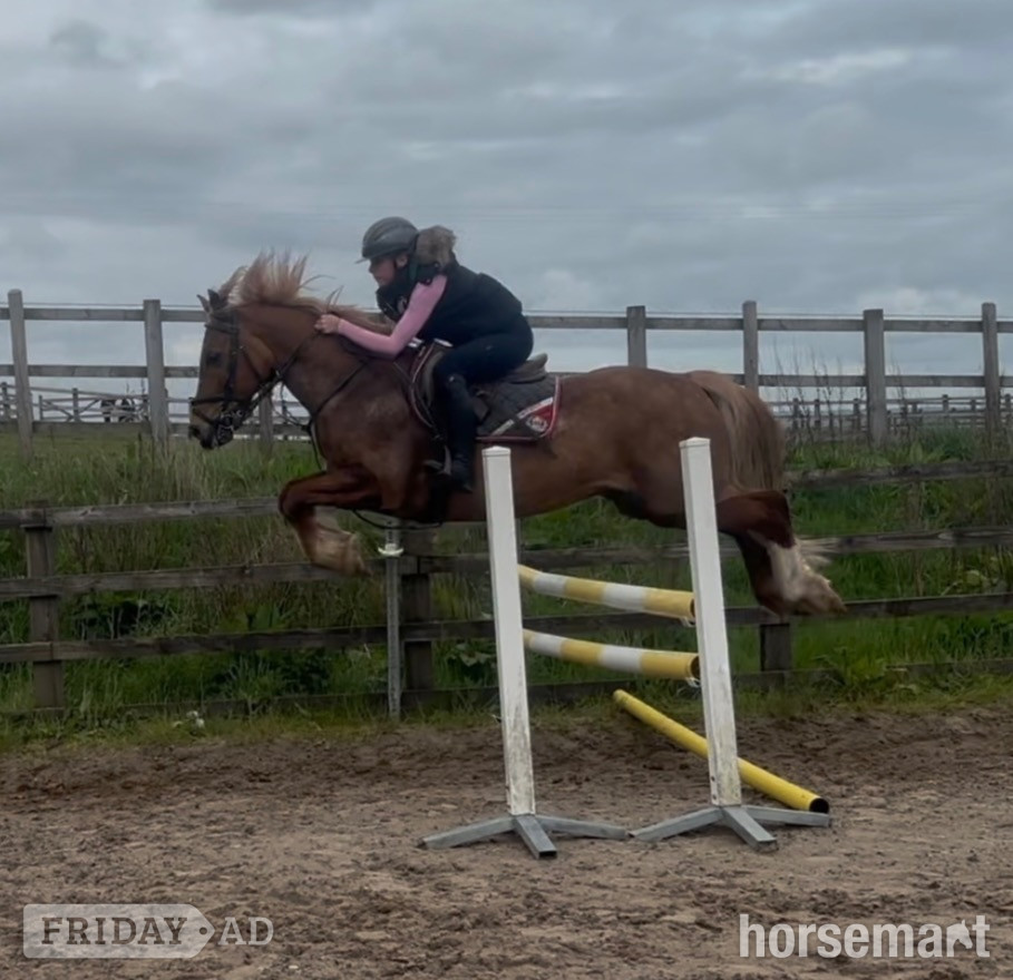 "Glyn " Chestnut Gelding Show Jumper in Mow Cop