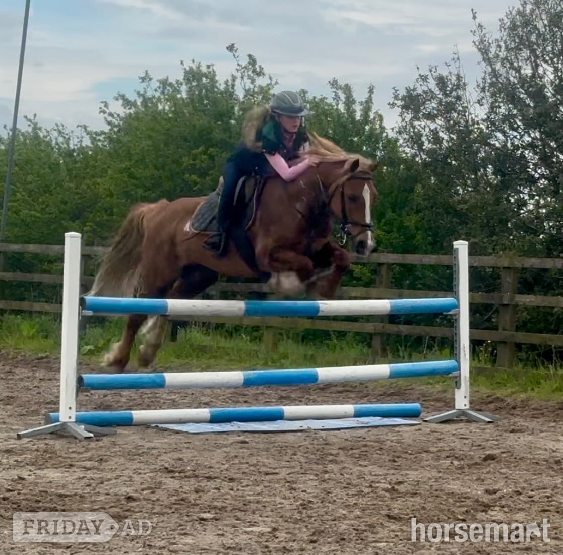 "Glyn " Chestnut Gelding Show Jumper
