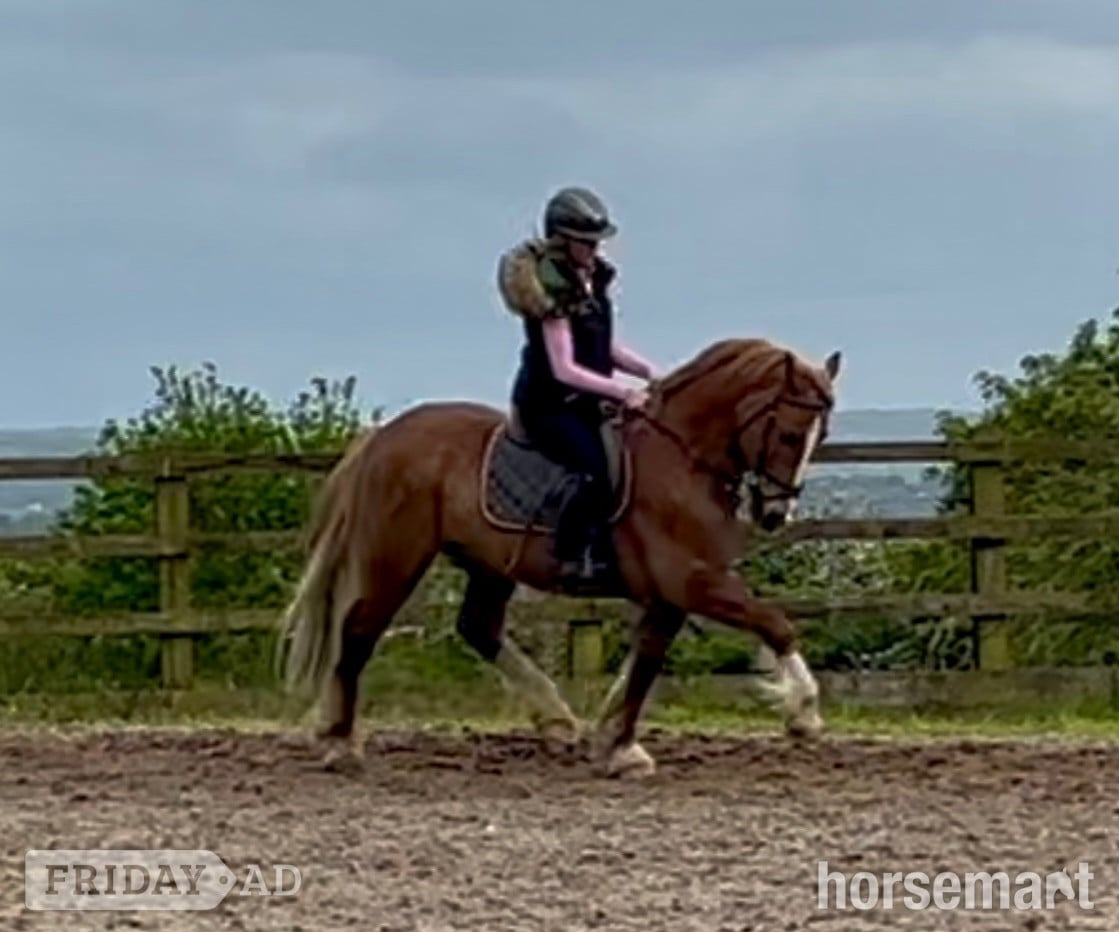"Glyn " Chestnut Gelding Show Jumper - Horses in Mow Cop