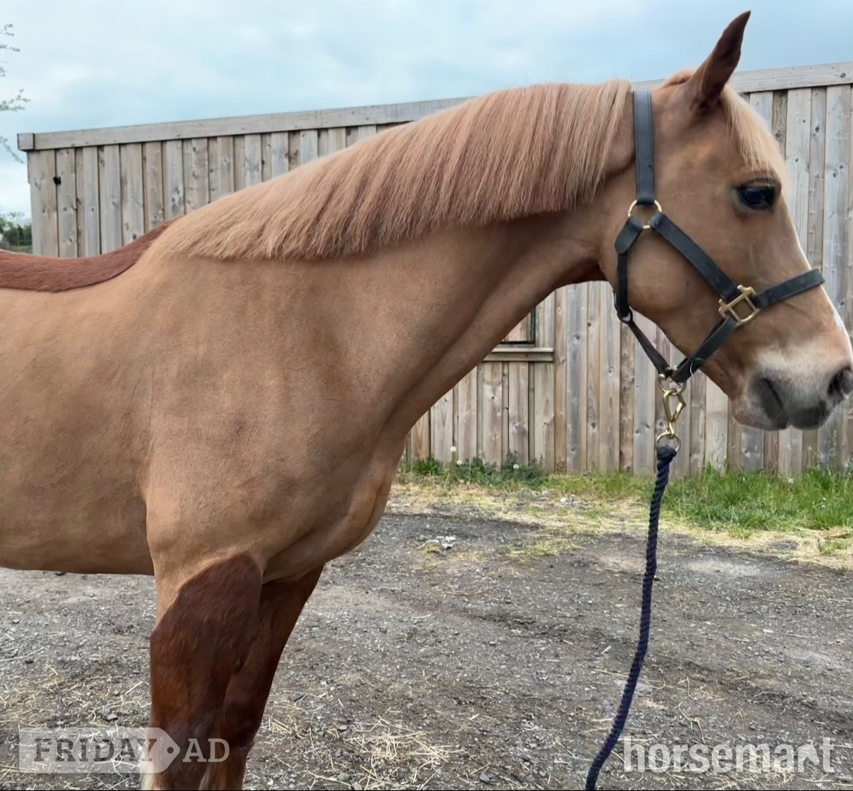 "Glyn " Chestnut Gelding Show Jumper - Horses