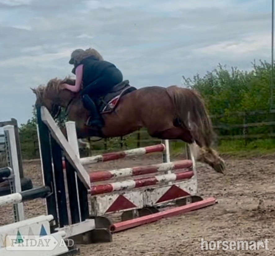 Mow Cop "Glyn " Chestnut Gelding Show Jumper