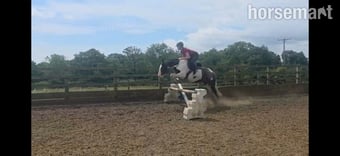 "Gracie" Piebald Mare All Rounder