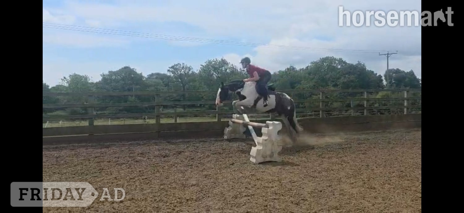 "Gracie" Piebald Mare All Rounder in Sheffield