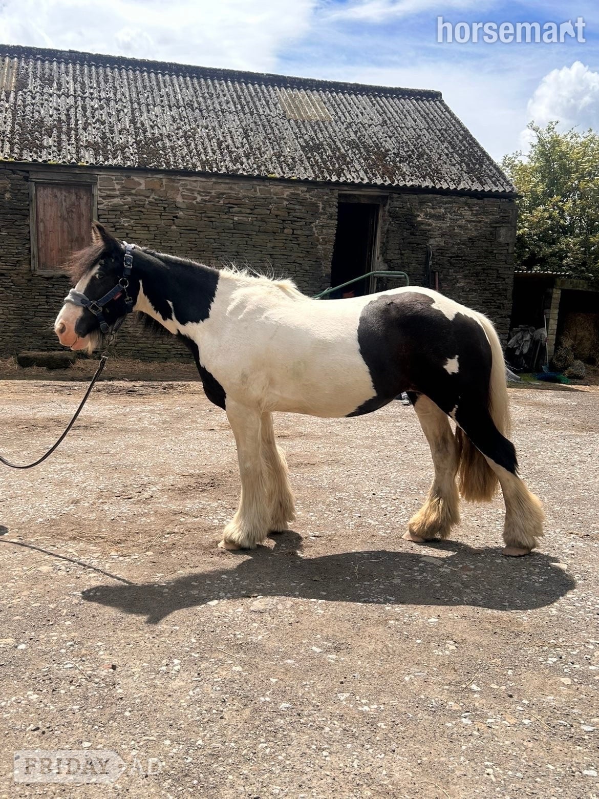 "Gracie" Piebald Mare All Rounder