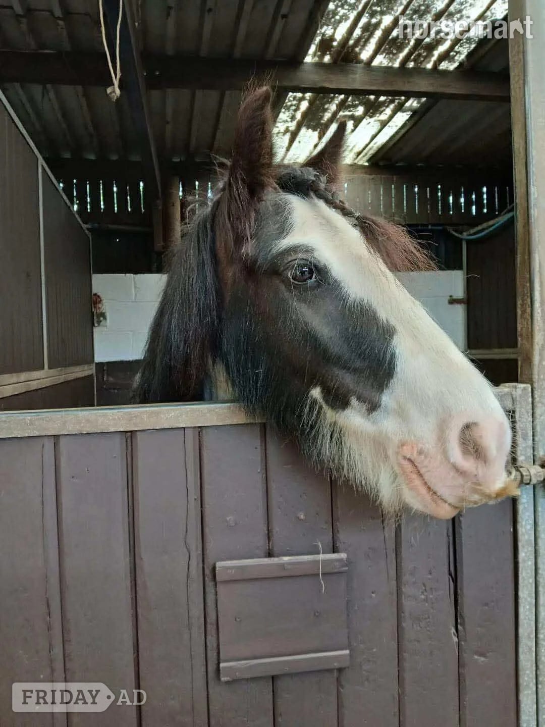 Sheffield "Gracie" Piebald Mare All Rounder
