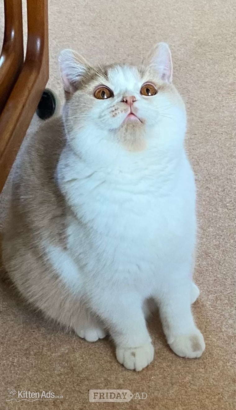 British Shorthaired Kittens available  - Cats & Kittens
