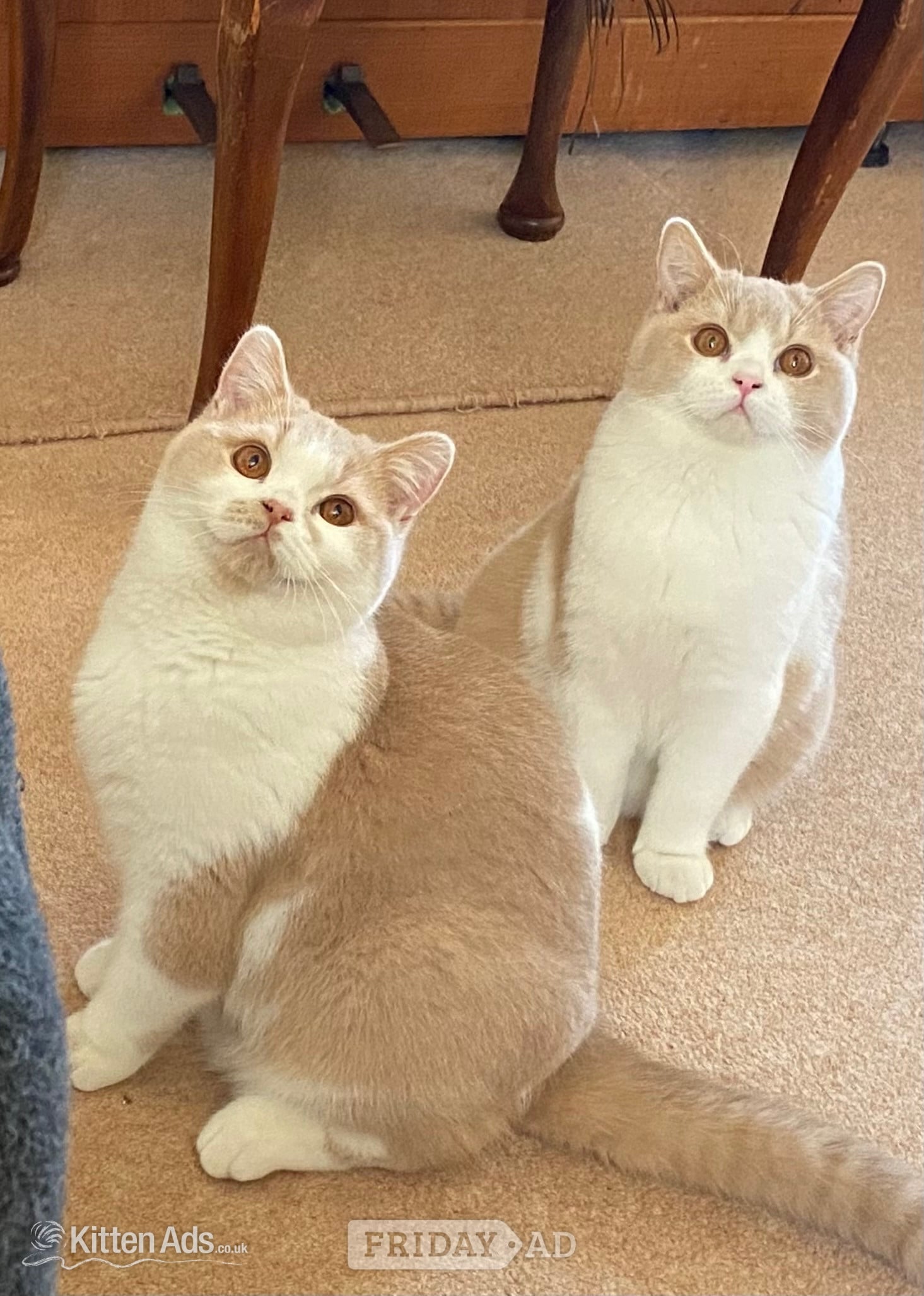 Tamworth British Shorthaired Kittens available 