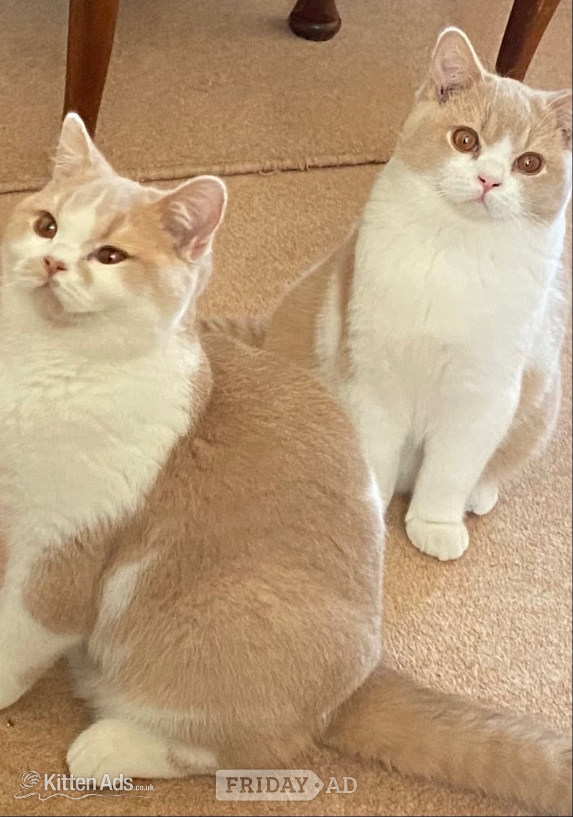 British Shorthaired Kittens available 