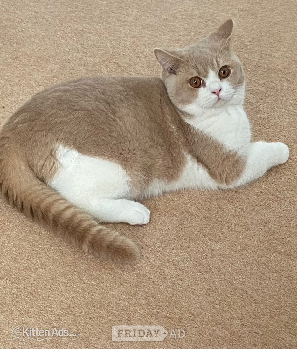 British Shorthaired Kittens available  in Tamworth