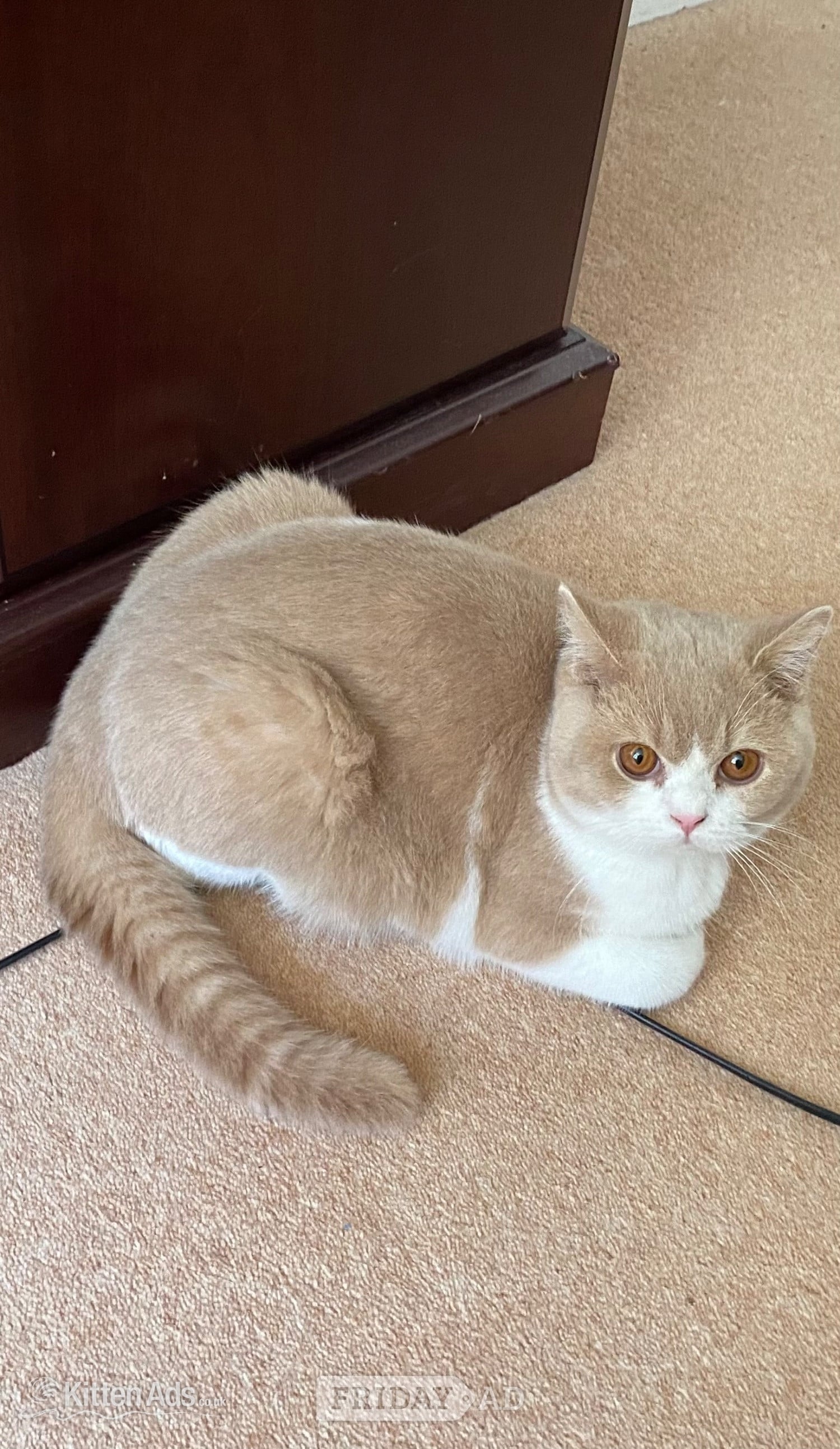British Shorthaired Kittens available  - Cats & Kittens in Tamworth