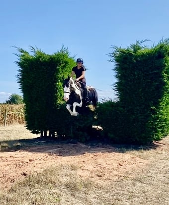 "Dexter " Coloured Gelding All Rounder