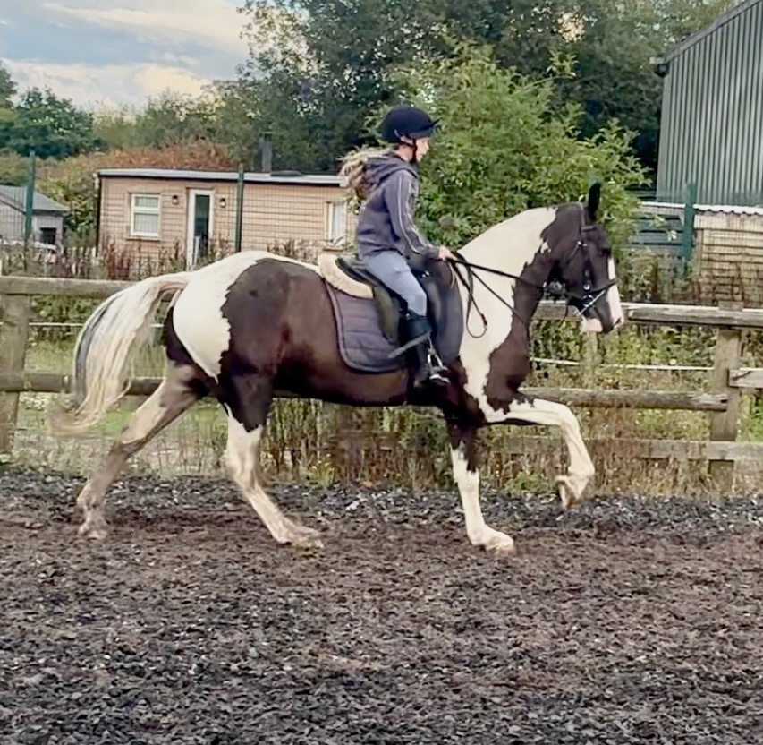 "Dexter " Coloured Gelding All Rounder
