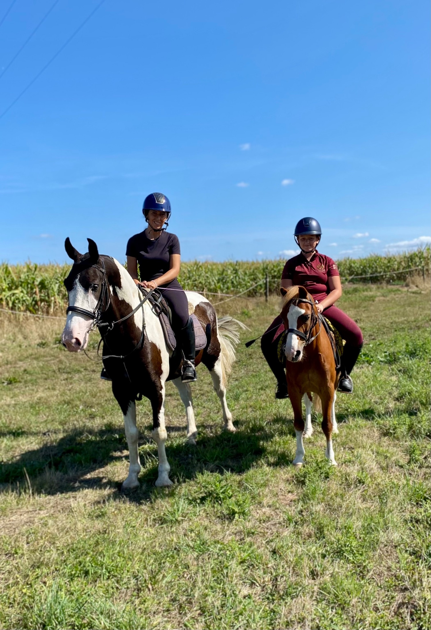 St Helens "Dexter " Coloured Gelding All Rounder