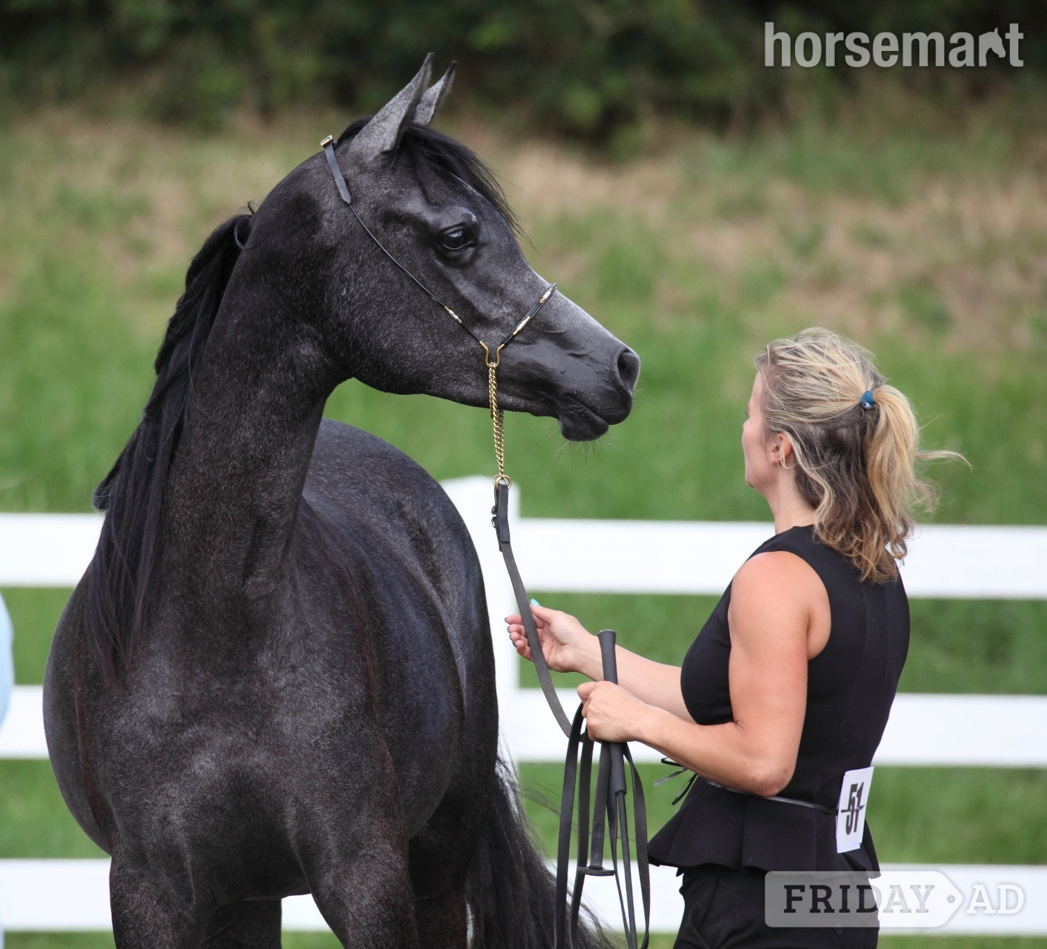 "Ava Bellisima" Grey Filly Youngstock / Foal in New Milton