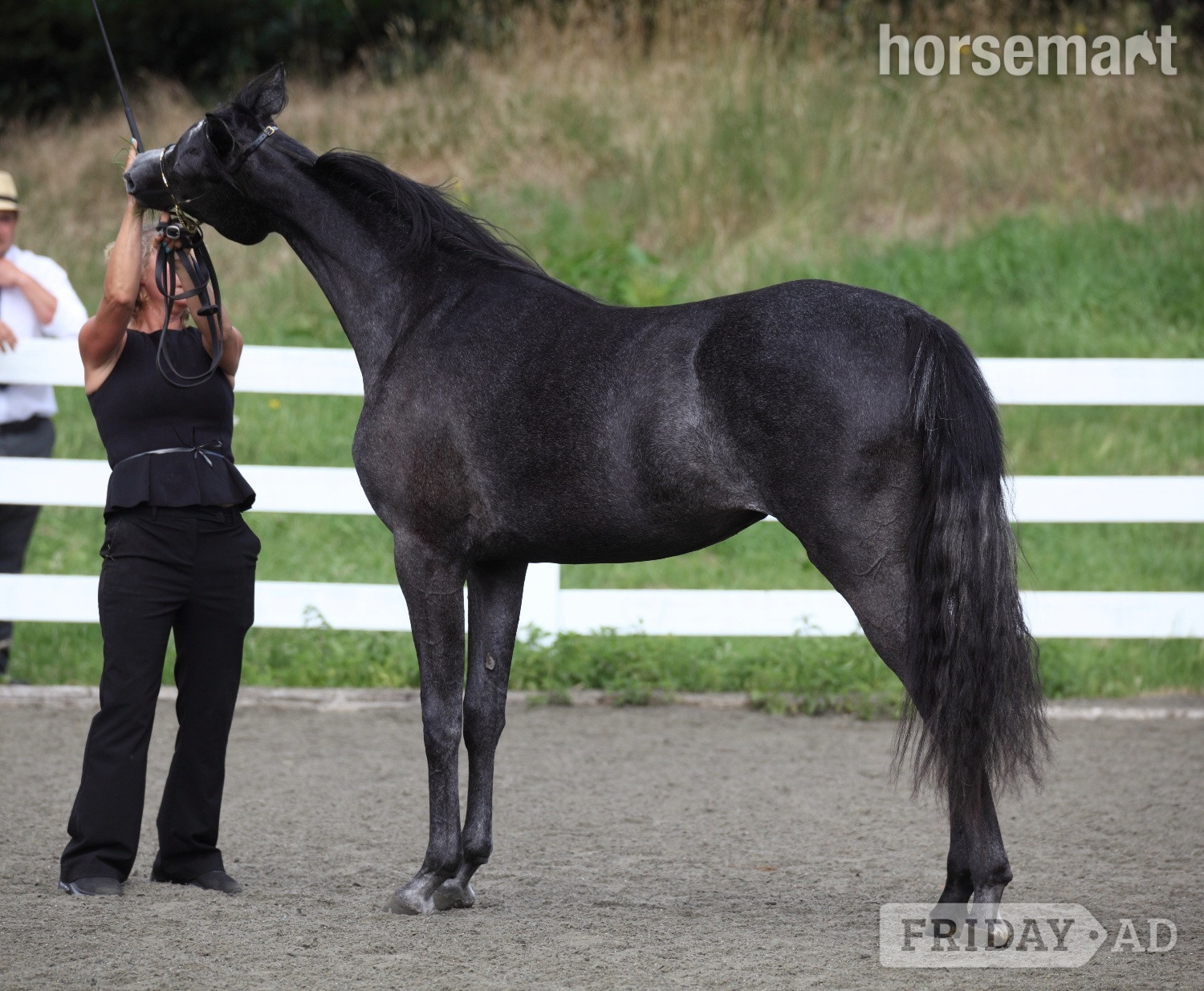 "Ava Bellisima" Grey Filly Youngstock / Foal