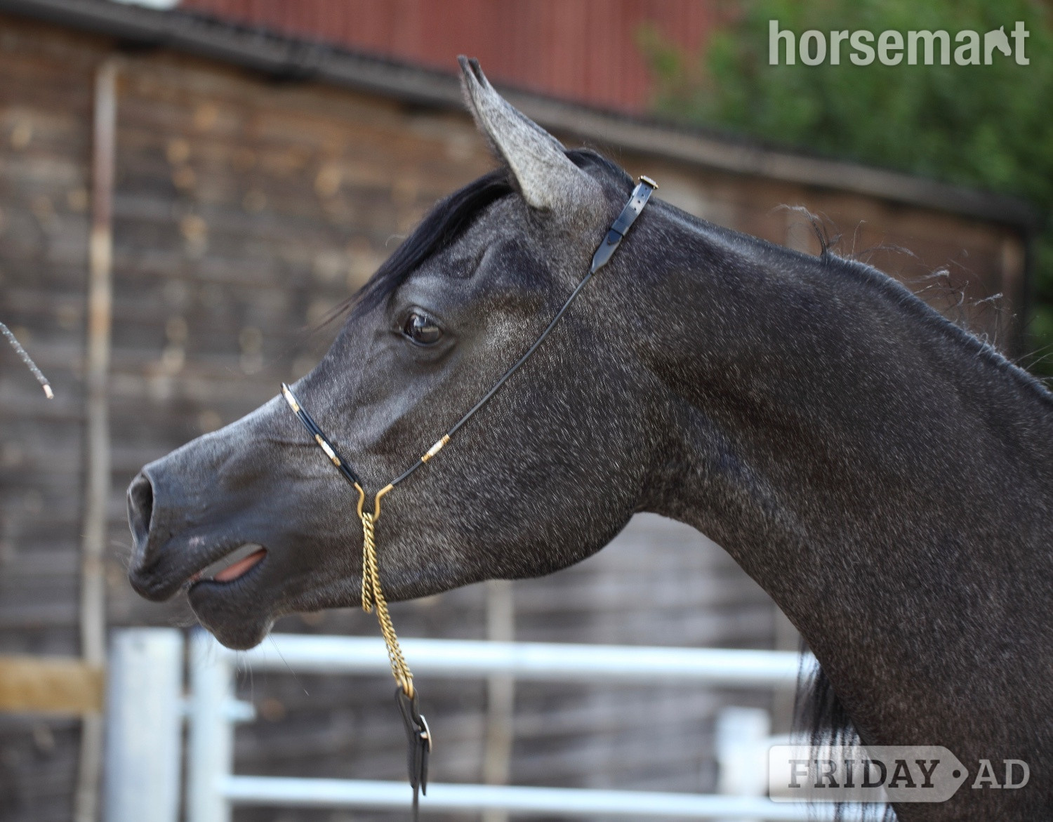New Milton "Ava Bellisima" Grey Filly Youngstock / Foal