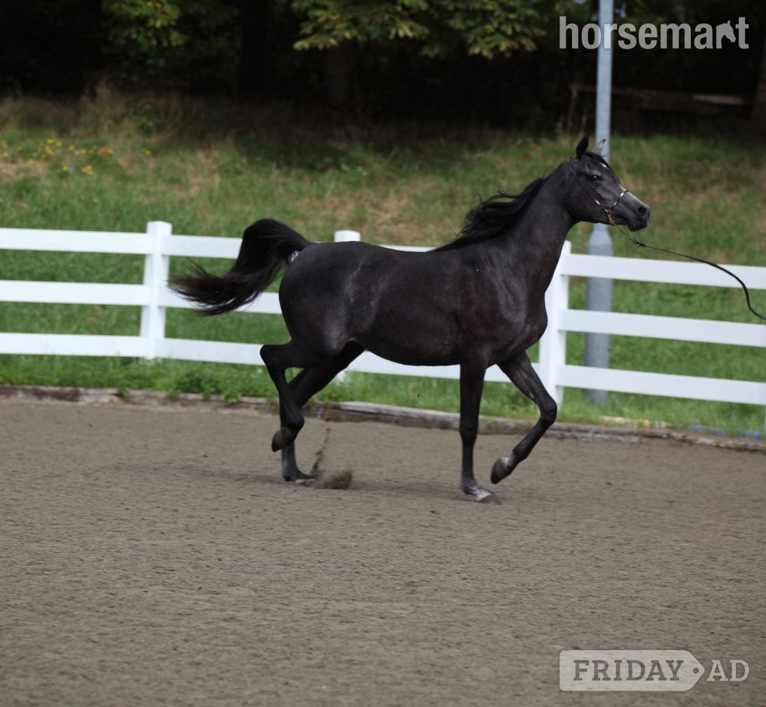"Ava Bellisima" Grey Filly Youngstock / Foal - Horses in New Milton