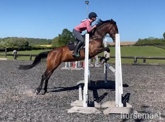 "Poppy" Bay Mare All Rounder