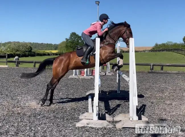 "Poppy" Bay Mare All Rounder in Pontefract