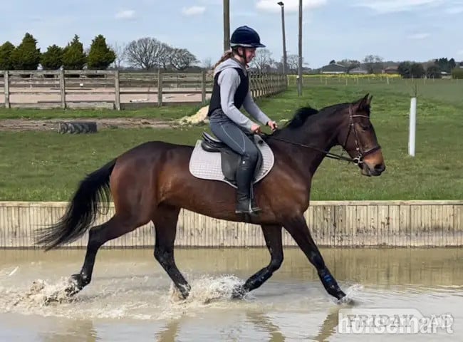 "Poppy" Bay Mare All Rounder