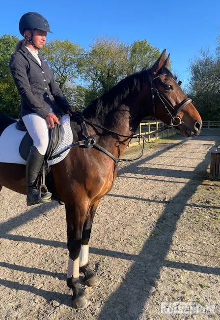 Pontefract "Poppy" Bay Mare All Rounder