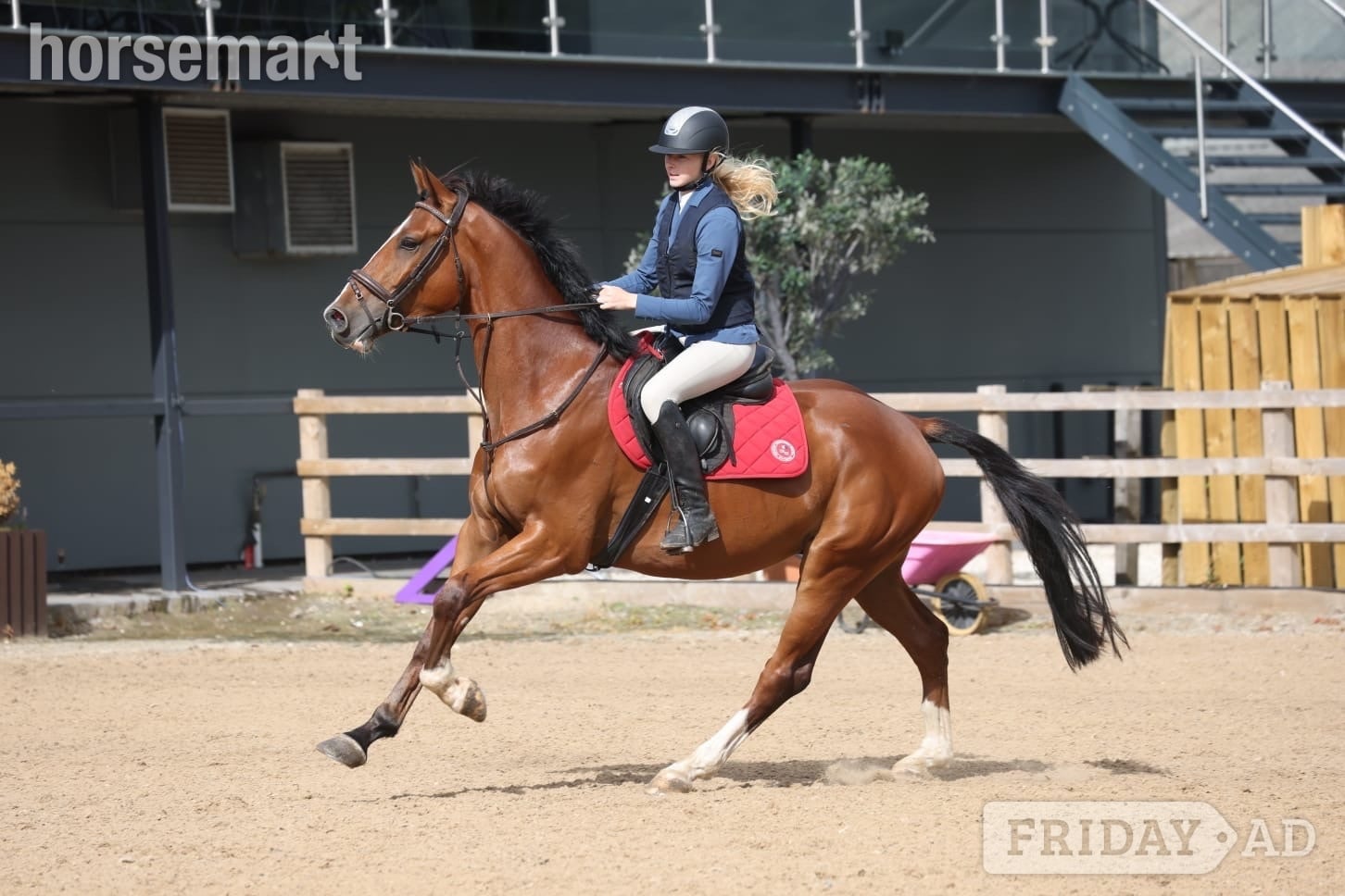 "Rambo " Bay Gelding Show Jumper in King's Lynn