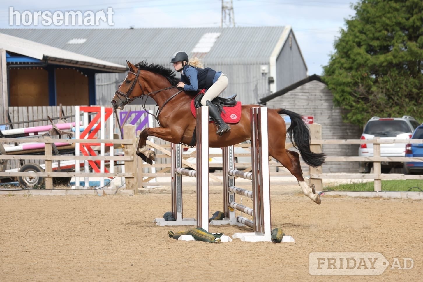 "Rambo " Bay Gelding Show Jumper
