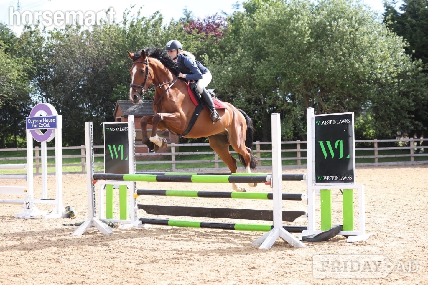 King's Lynn "Rambo " Bay Gelding Show Jumper