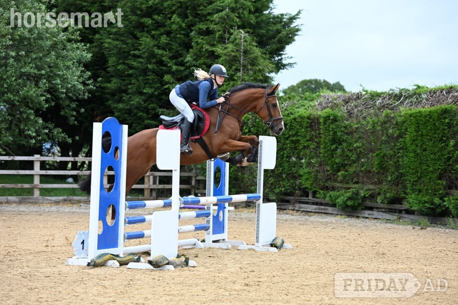 "Rambo " Bay Gelding Show Jumper - Horses in King's Lynn