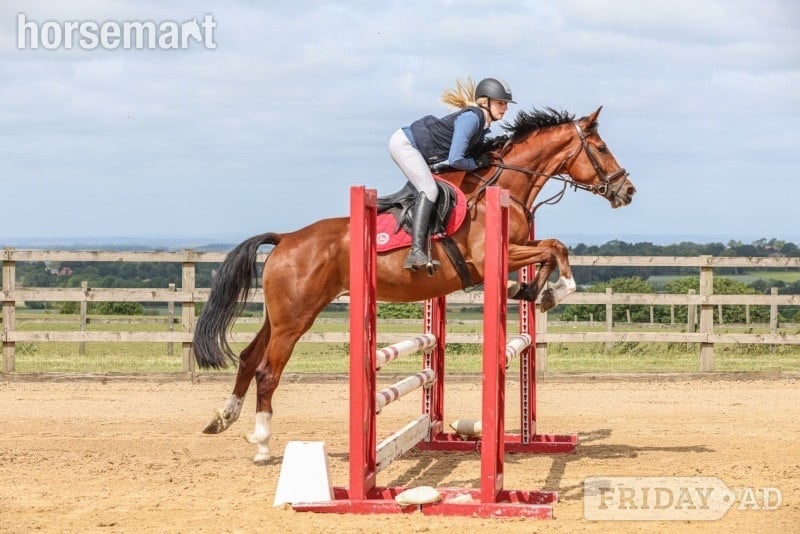 "Rambo " Bay Gelding Show Jumper - Horses