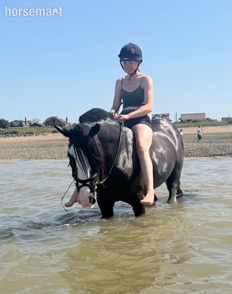 "Cranberry" Black Mare Cob/Heavy Horse