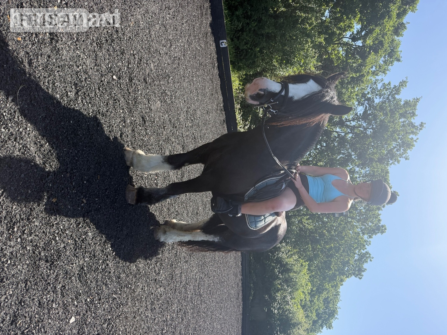 "Cranberry" Black Mare Cob/Heavy Horse - Horses in Bowers Gifford