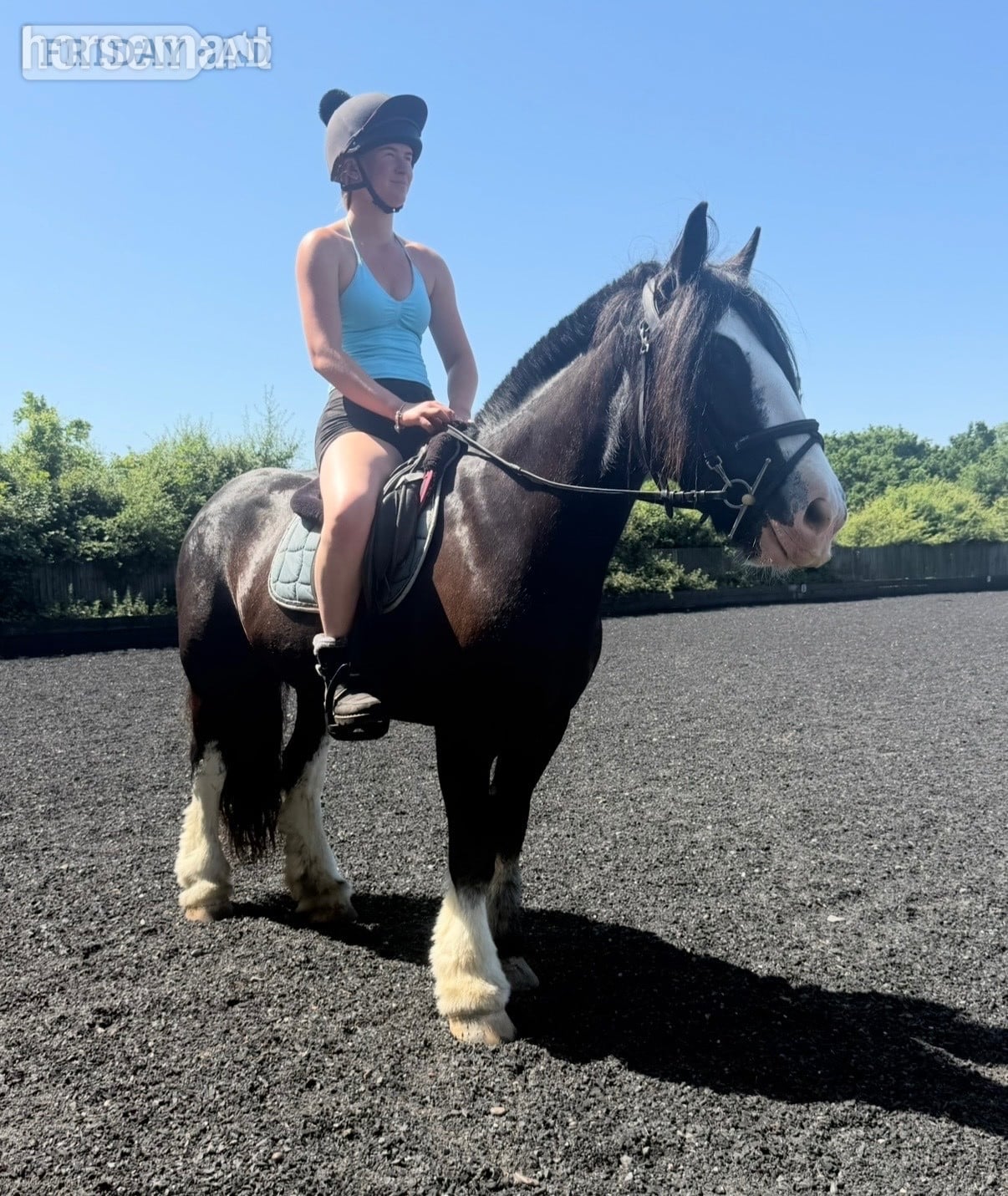 "Cranberry" Black Mare Cob/Heavy Horse - Horses
