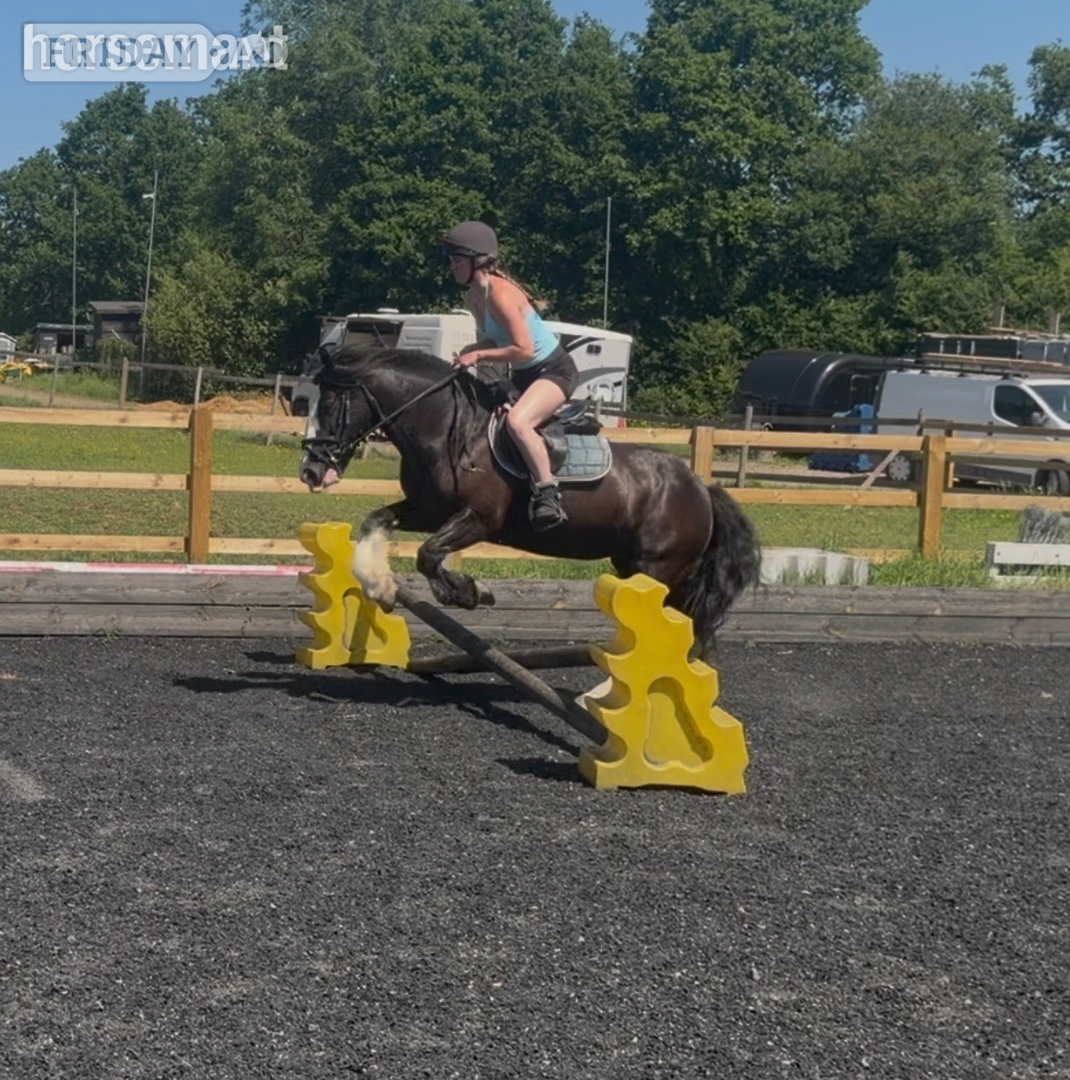 Bowers Gifford "Cranberry" Black Mare Cob/Heavy Horse