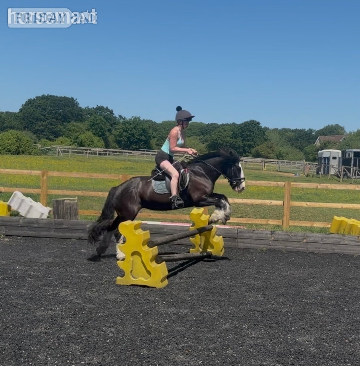 "Cranberry" Black Mare Cob/Heavy Horse