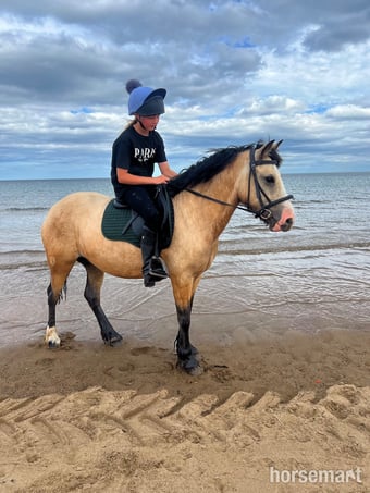 "Mouse " Dun Mare All Rounder