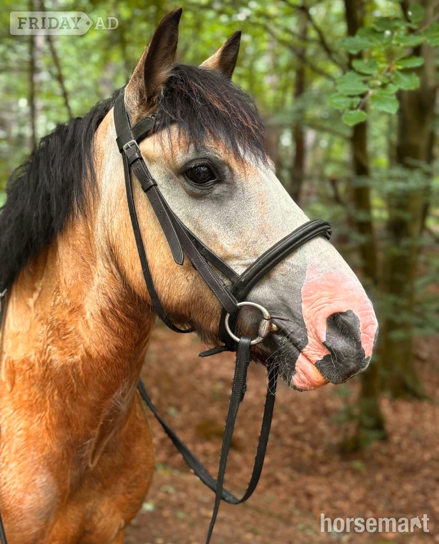 "Mouse " Dun Mare All Rounder