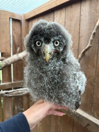 2026 owls for sale