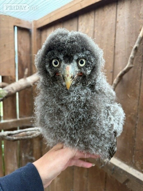 2026 owls for sale in Kington