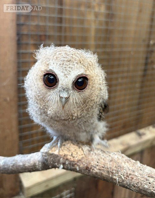 2026 owls for sale