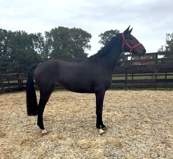"Bert" Dark Bay Gelding Young Sport Horse