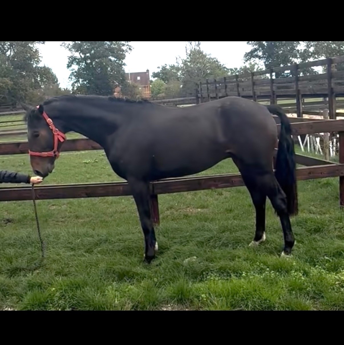 "Bert" Dark Bay Gelding Young Sport Horse
