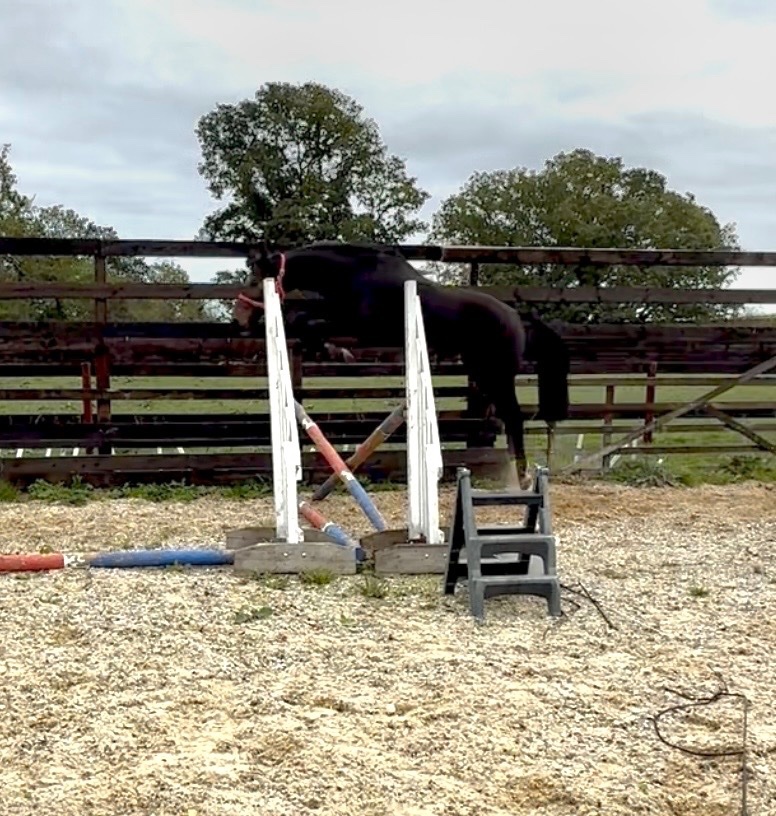 Newbury "Bert" Dark Bay Gelding Young Sport Horse