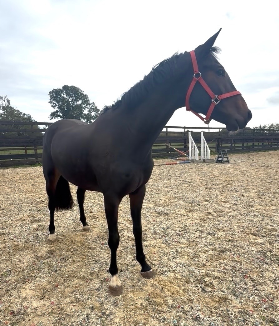 "Bert" Dark Bay Gelding Young Sport Horse - Horses in Newbury