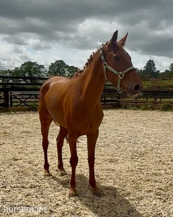 "Thursday " Chestnut Mare Young Sport Horse