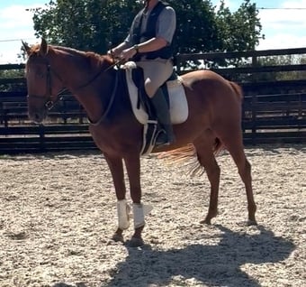 "Thursday " Chestnut Mare Young Sport Horse