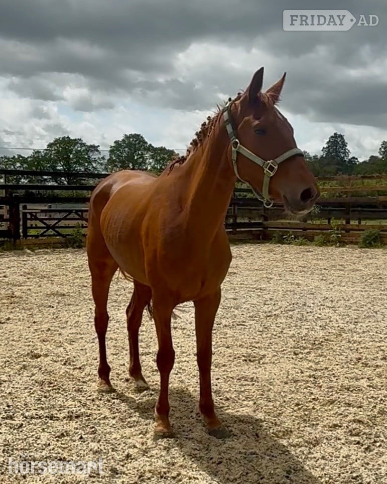 "Thursday " Chestnut Mare Young Sport Horse in Newbury