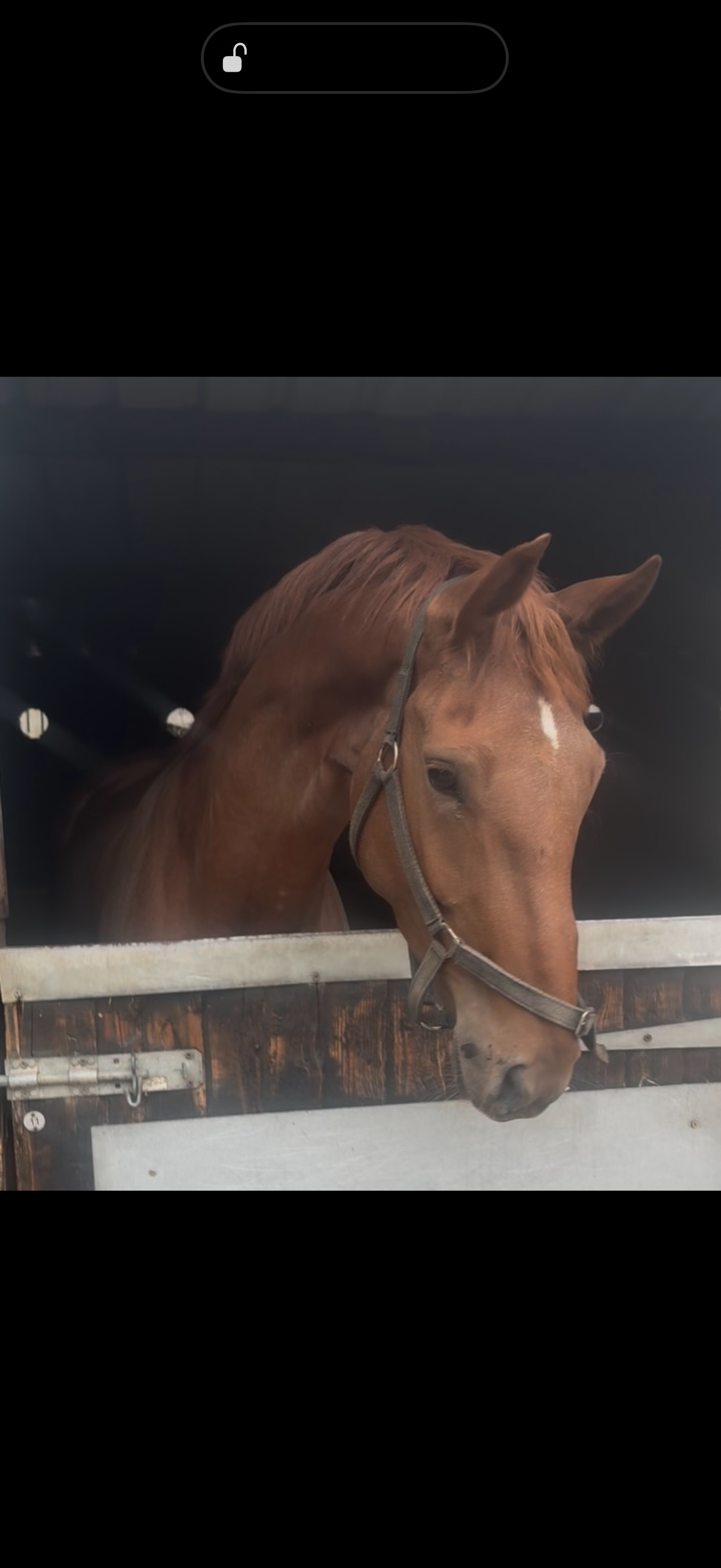 "Thursday " Chestnut Mare Young Sport Horse