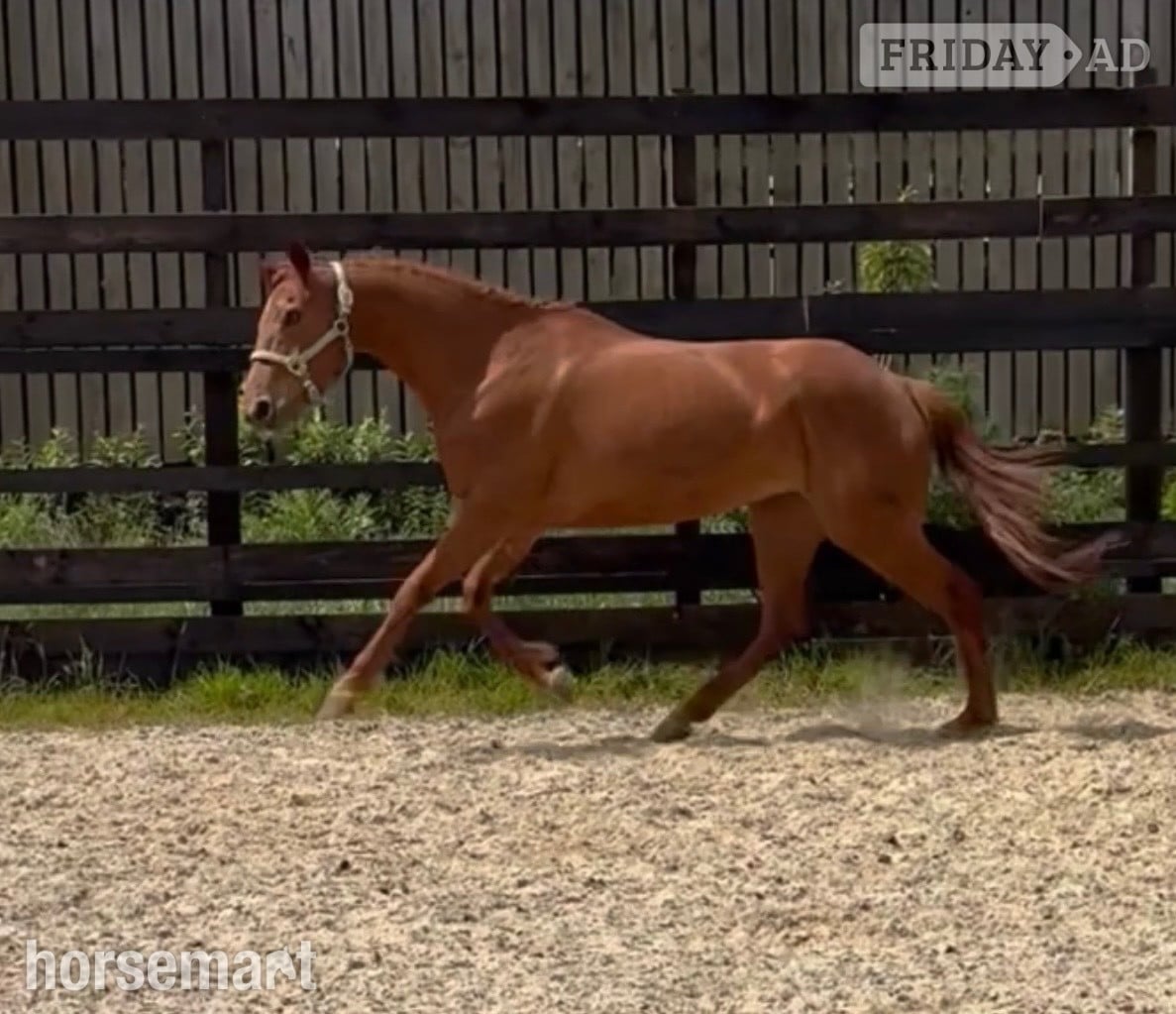 "Thursday " Chestnut Mare Young Sport Horse