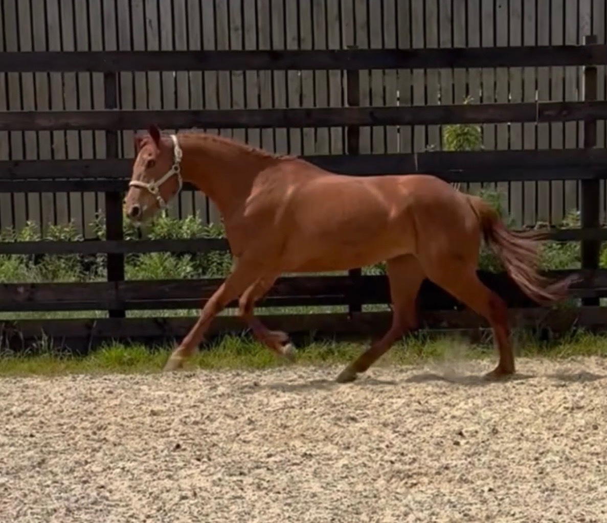 Newbury "Thursday " Chestnut Mare Young Sport Horse